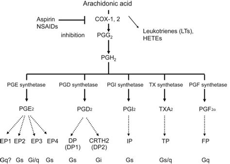 Prostanoids synthesis and receptors. Prostanoids synthesis pathways ...