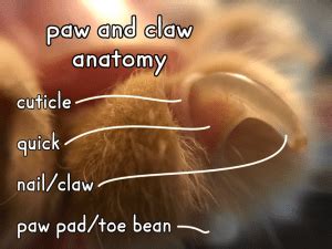 33+ Cat Paw Anatomy Diagram Pics