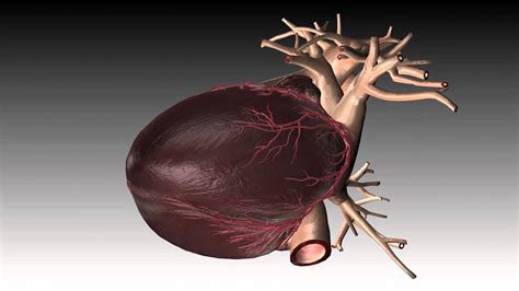 Human Heart Beat Animation-3d Animation- Multimedia Portfolio - YouTube