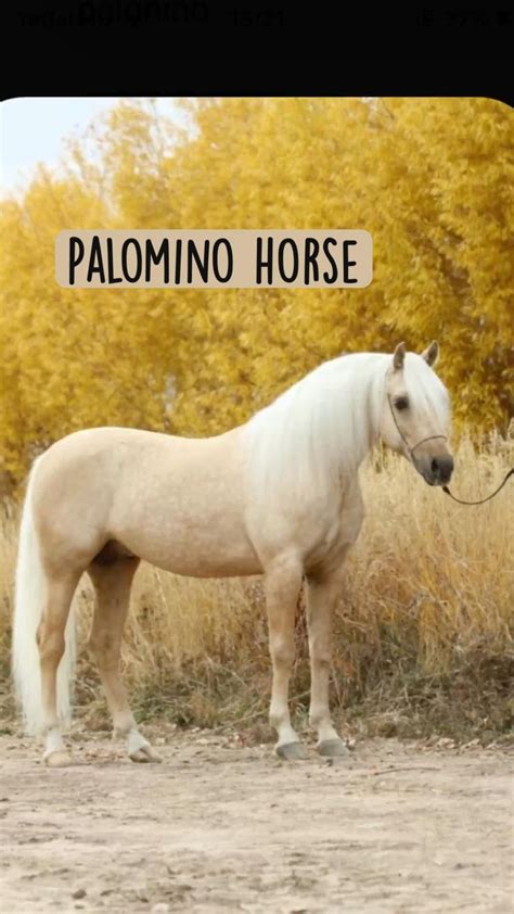 Palomino horse | Palomino horse, Horses, Horse breeds