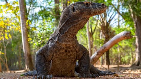 Komodo Dragon Fact Sheet | Blog | Nature | PBS