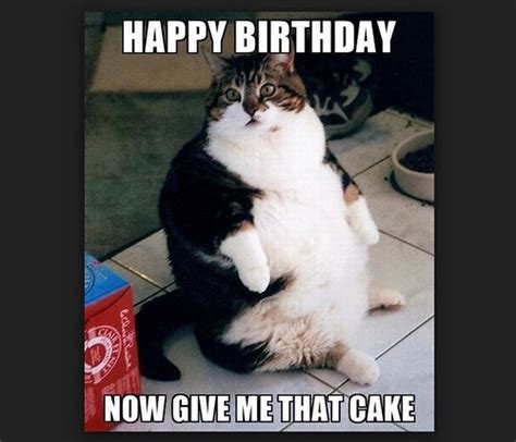 101 Funny Cat Birthday Memes for the Feline Lovers in Your Life | Happy ...