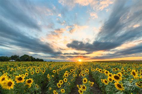 The Best Kansas Sunflower Fields – Mickey Shannon Photography