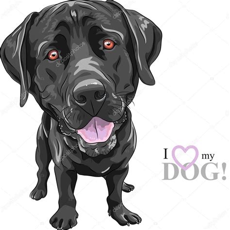 vector divertido dibujos animados perro negro raza Labrador Retriever 2023