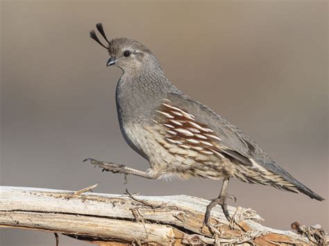 Gambel's Quail - eBird