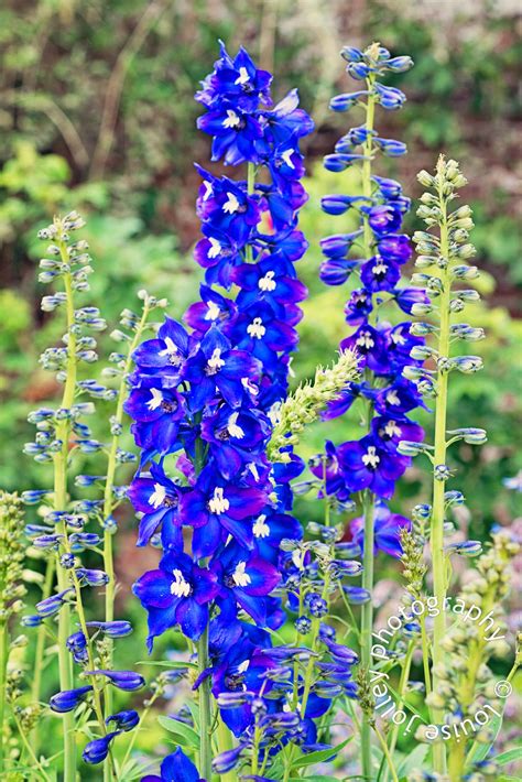 In and Out of the Garden: Birth Flower for July - Delphinium (Larkspur)