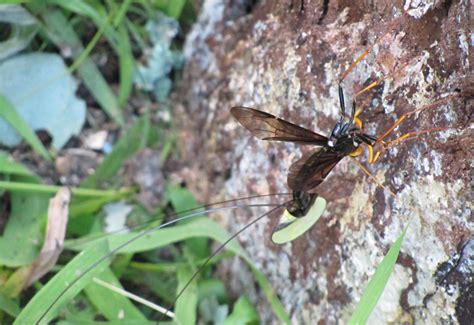 Giant Ichneumon - What's That Bug?