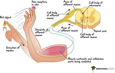 Reflex Arcs – MCAT Biology | MedSchoolCoach