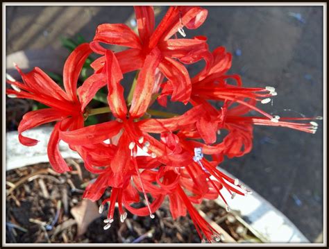 Red Nerine (Guernsey Lily) | KarmaTengye | Blipfoto