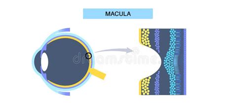 Macula fovea and foveola stock vector. Illustration of structure ...