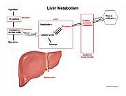 Liver Metabolism Medical Exhibit