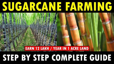 SUGARCANE FARMING / SUGARCANE CULTIVATION | Sugarcane Planting, Care ...