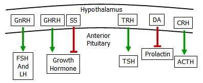 Hypothalamus