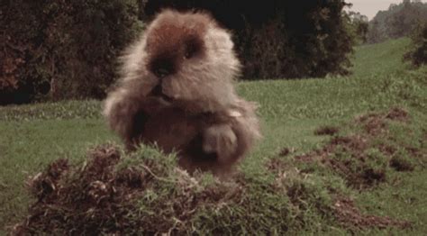 Caddyshack Meme GIFs | Tenor