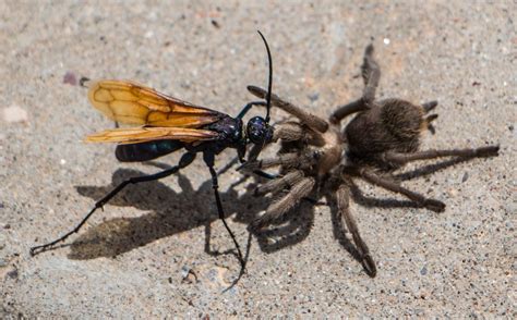 A tarantula hawk wasp attacking its large arachnid prey.... | Tarantula ...