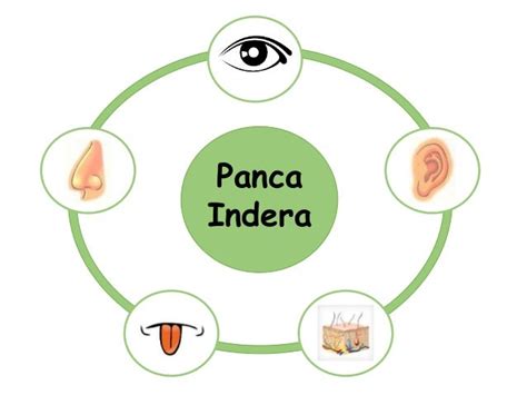 pengertian anatomi fisiologi manusia dan sistem panca indera