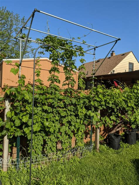 Hop trellis build. I grow a special variety of hops in my year for ...