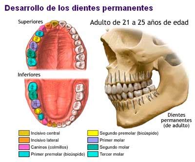 A Que Edad Suelen Salir Las Muelas Del Juicio - Citas Romanticas Para ...