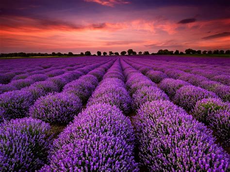 Download Nature Lavender HD Wallpaper