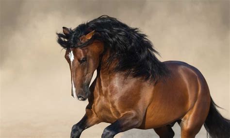 Oh Those Beautiful Pure Bred Iberian Horses!