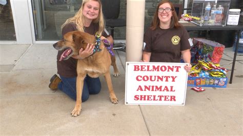 Belmont County Animal Shelter visits Ferguson Furniture | WTRF