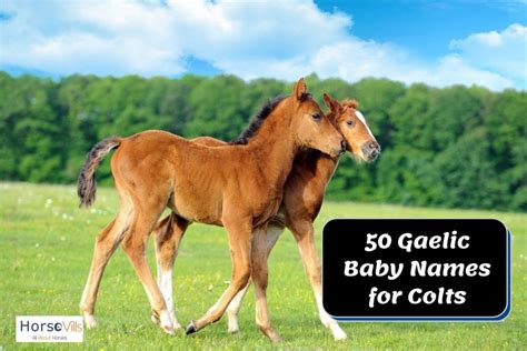 400 Lovely Baby Horse Names for Your Colt & Filly