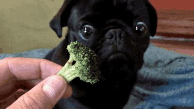 13 Adorable GIFs of Puppies Eating People Food