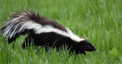 skunk 4k ultra hd wallpaper | Skunk smell, Getting rid of skunks, Skunk