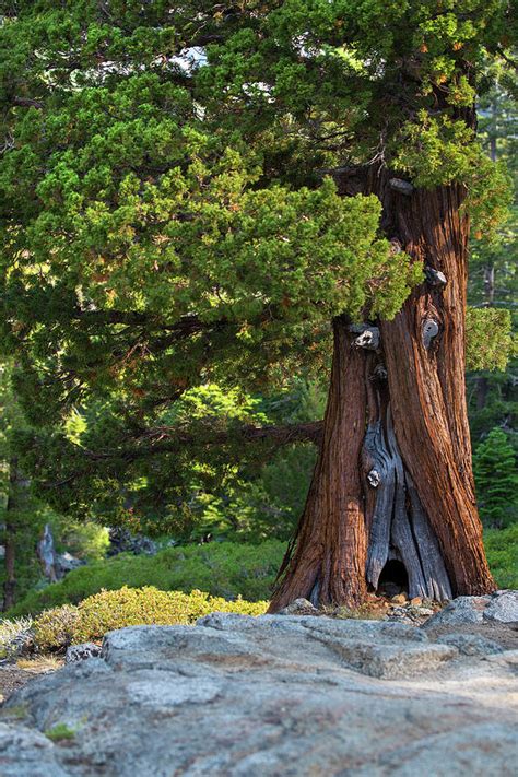 Keebler Elves' Tree Photograph by Jonathan Hansen