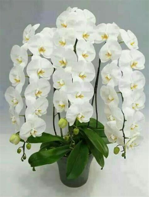 ORQUÍDEA BLANCA | Flores bonitas, Orquídeas blancas, Orquídeas artificiales