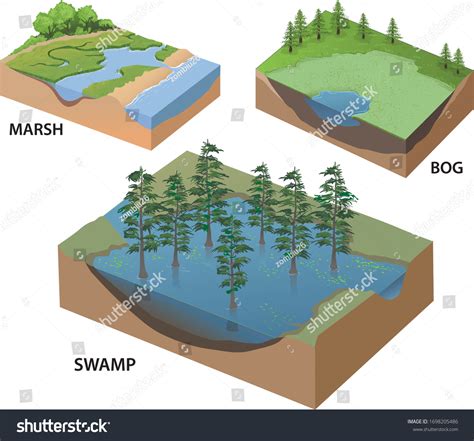 Types Wetlands Infographic Isometric Vector: เวกเตอร์สต็อก (ปลอดค่า ...