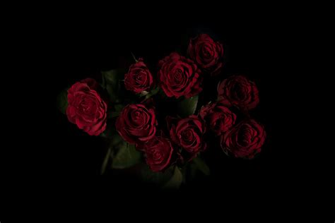 red rose illustration #roses #bouquet #red dark background #5K # ...