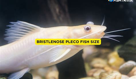 Bristlenose Pleco Size: How Big Do Bristlenose Plecos Get? | FishTrivia