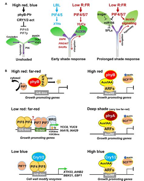 Auxin-Dependent Cell Elongation During the Shade Avoidance Response ...