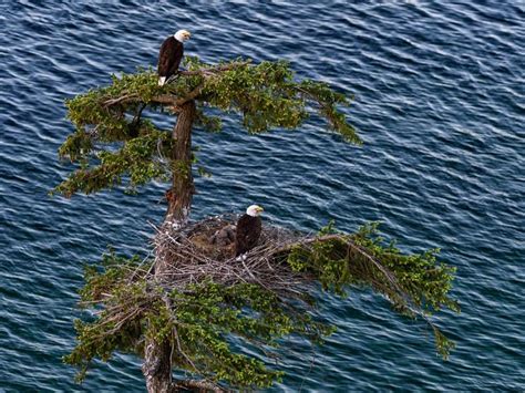 Bald Eagle Nesting (All You Need To Know) | Birdfact