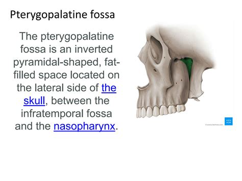 SOLUTION: Pterygopalatine Fossa and Ganglion: Anatomy and Function ...