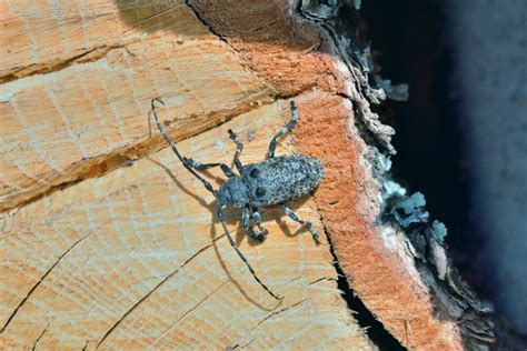 Common Wood-Boring Insects in Georgia That Can Damage Your Trees