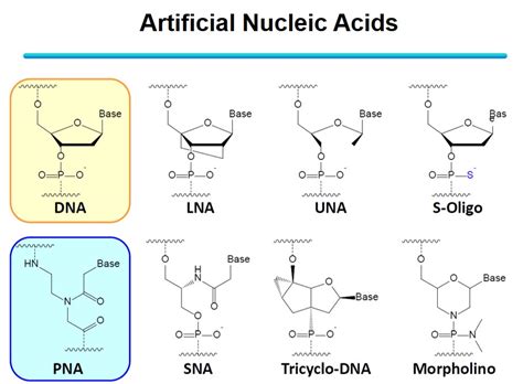 Gene regulation by peptide nucleic acid (PNA)│ Laboratory of ...