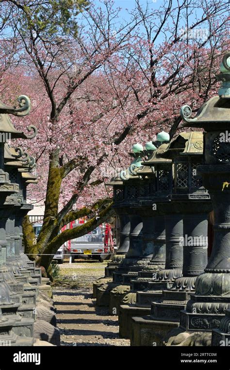 The cherry blossom season in Ueno Park is extremely popular with locals ...