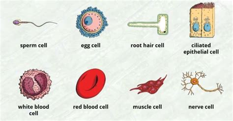 What are cells in the human body? | Twinkl Teaching Wiki