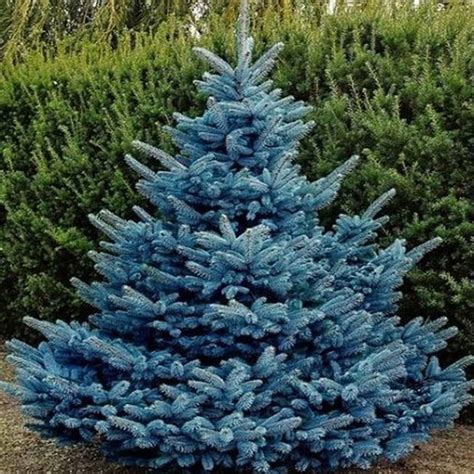 conteneurs Plantes 50-75 cm Inc Picea pungens Pots Épinette du Colorado ...