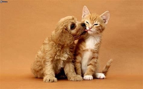 Kissing Dogs Wallpapers - Wallpaper Cave