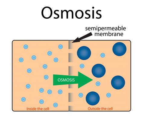 Apply the Process of Osmosis to Cells Worksheet - EdPlace