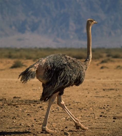 A female Ostrich can determine her own eggs amongst others in a ...