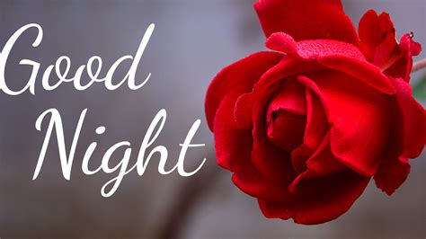 Good Night Word With Red Rose Flower HD Good Night Wallpapers | HD ...