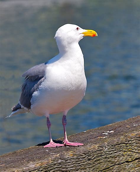 "Canadian Sea Gull, Vancouver, 2013." by johnrf | Redbubble