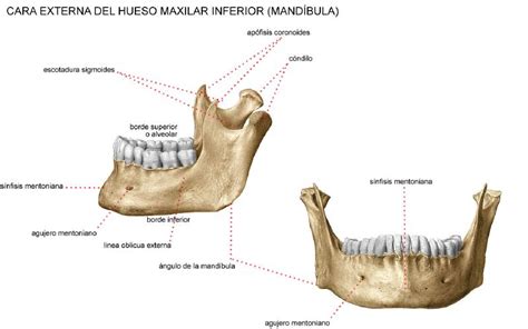 Partes de los huesos maxilares - Imagui