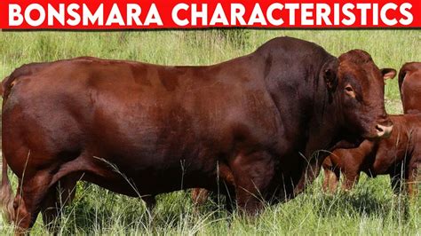 ⭕ BONSMARA CHARACTERISTICS Cattle BONSMARA - YouTube