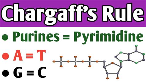 What Is Chargaff's Rule Of Base Pairing Dna