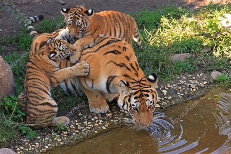 Tiger family — Stock Photo #7390223